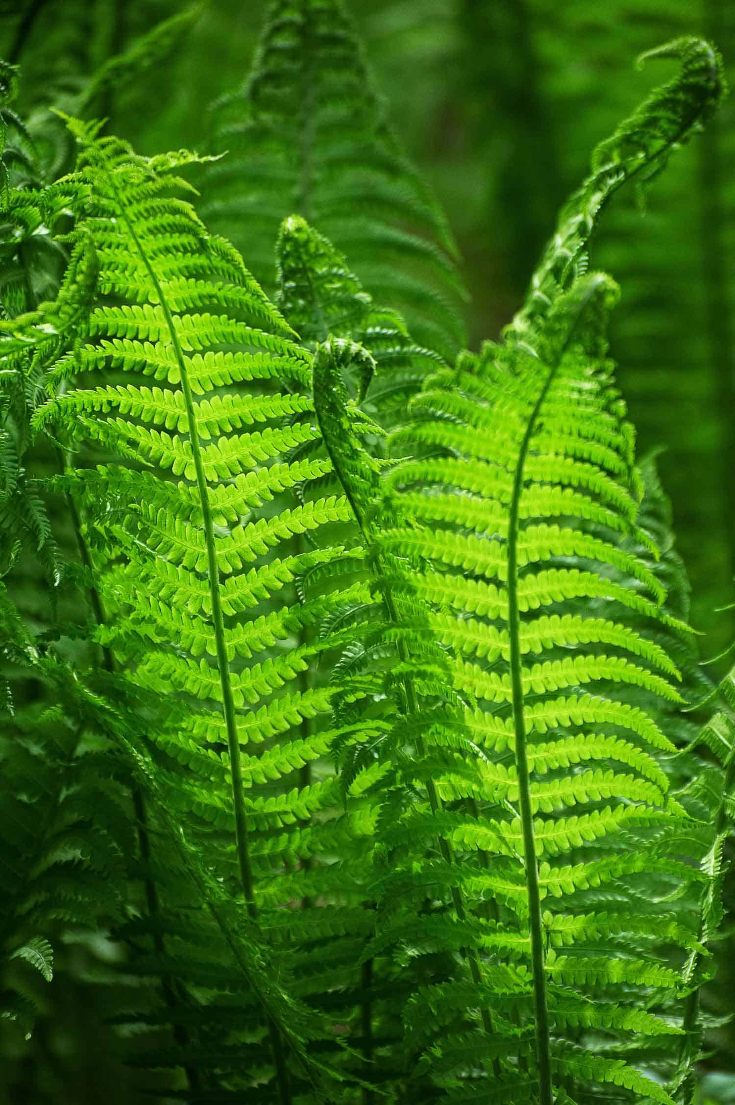 Green browses of fern leaves Matteuccia struthiopteris which are what fiddlehead ferns are known as