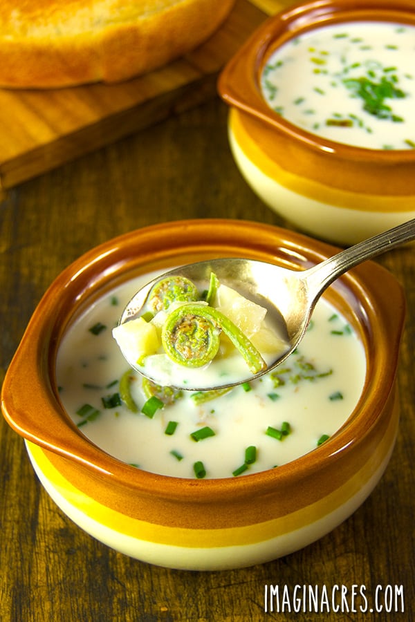 creamy fiddlehead soup in chowder bowls