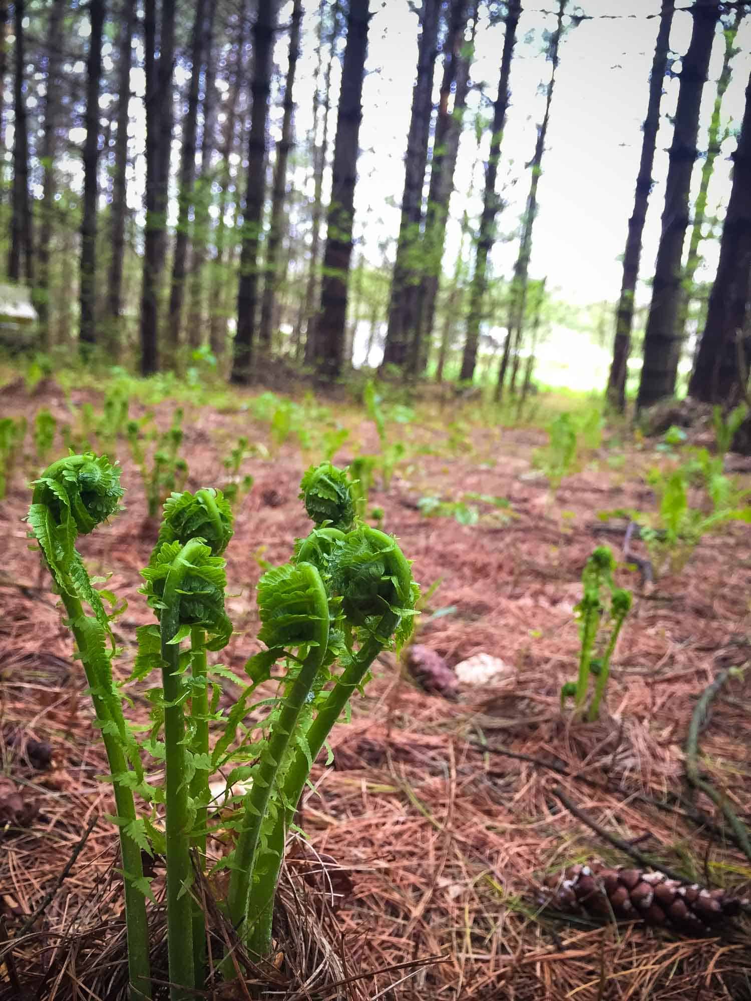 edible fiddlehead ferns growing in the forest in Ontario