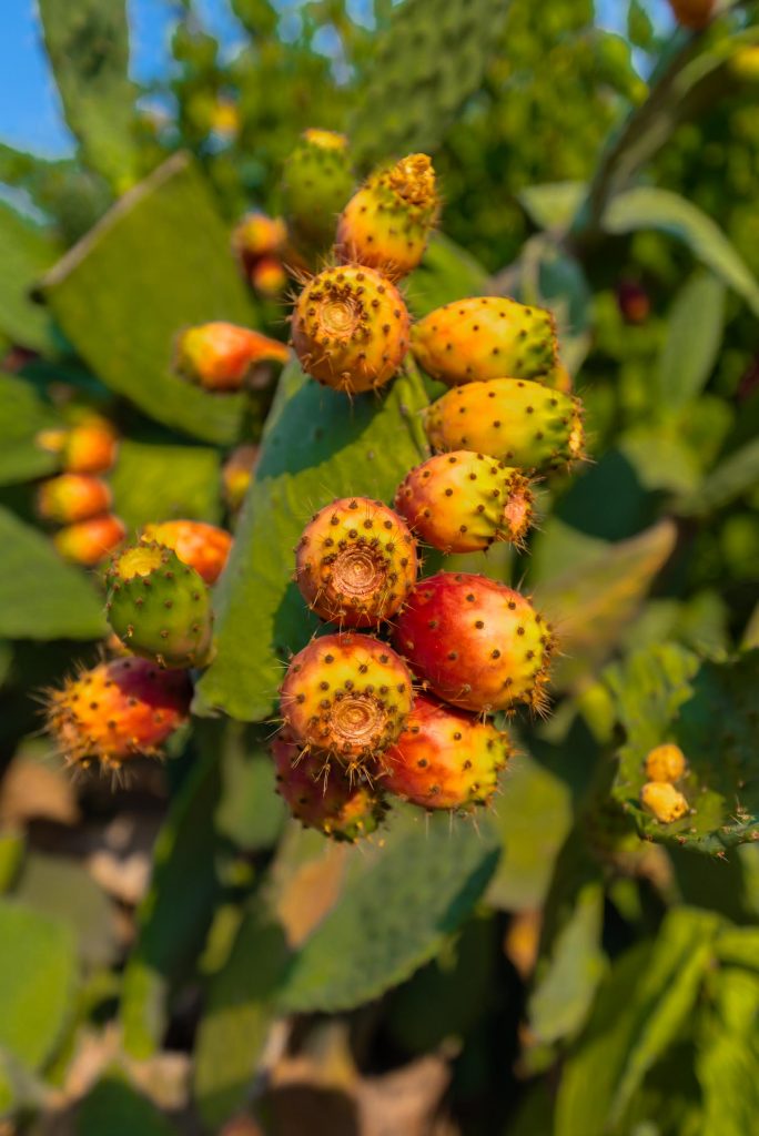 Close-up of Colorful Prickly Pears, Indian Fig, Nature, known as tuna in Peru