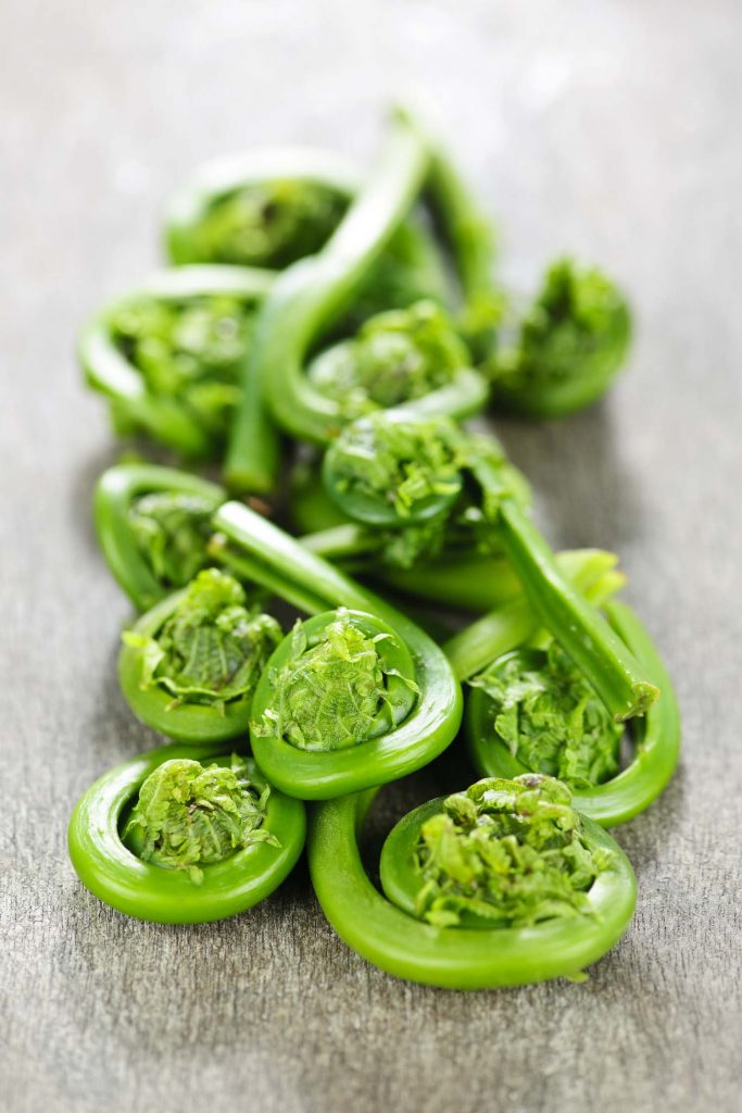 Fresh spring wild fiddleheads close up on wooden board