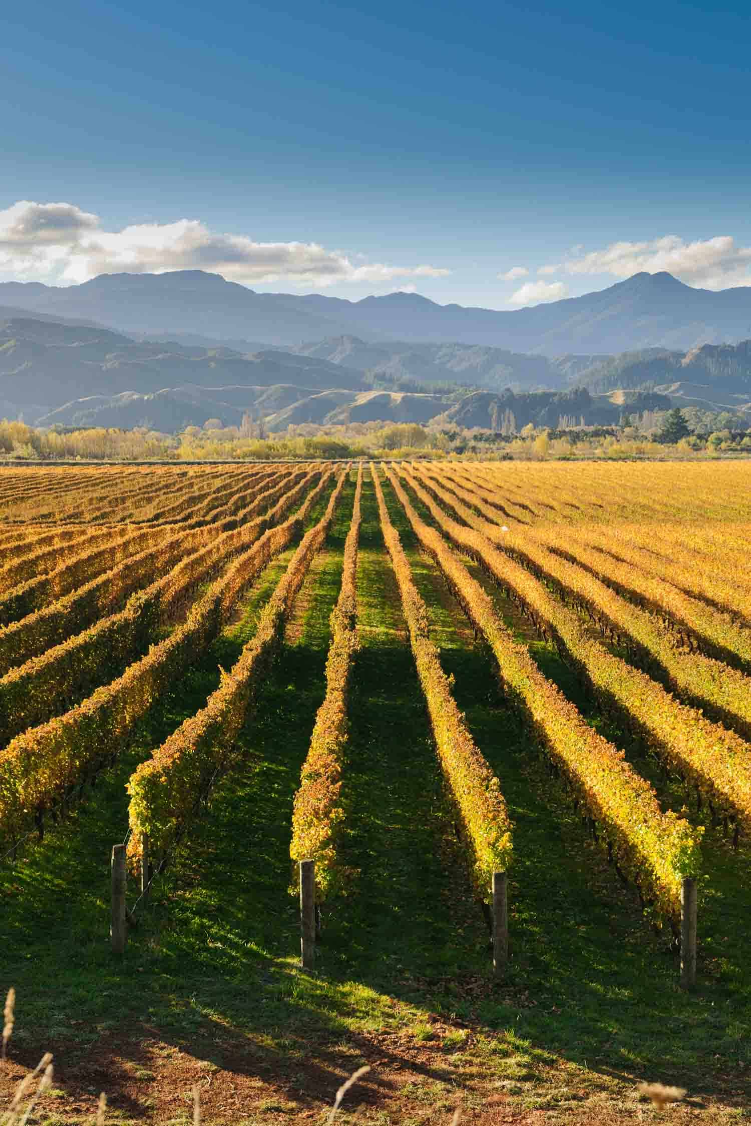 Vineyard in the Marlborough district of New Zealand vineyard at sunset