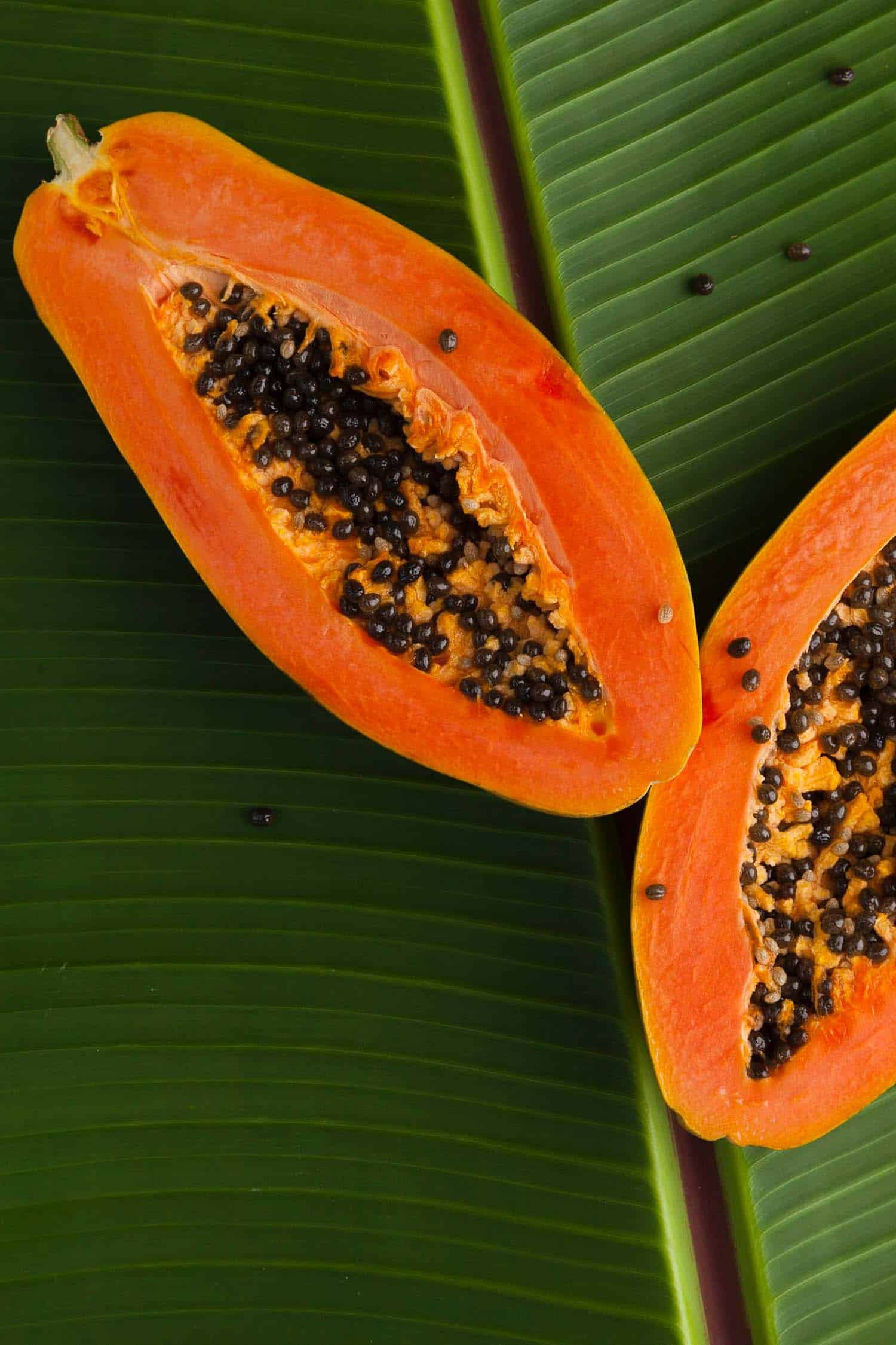 Hawaiian papaya fruit on green palm leaves