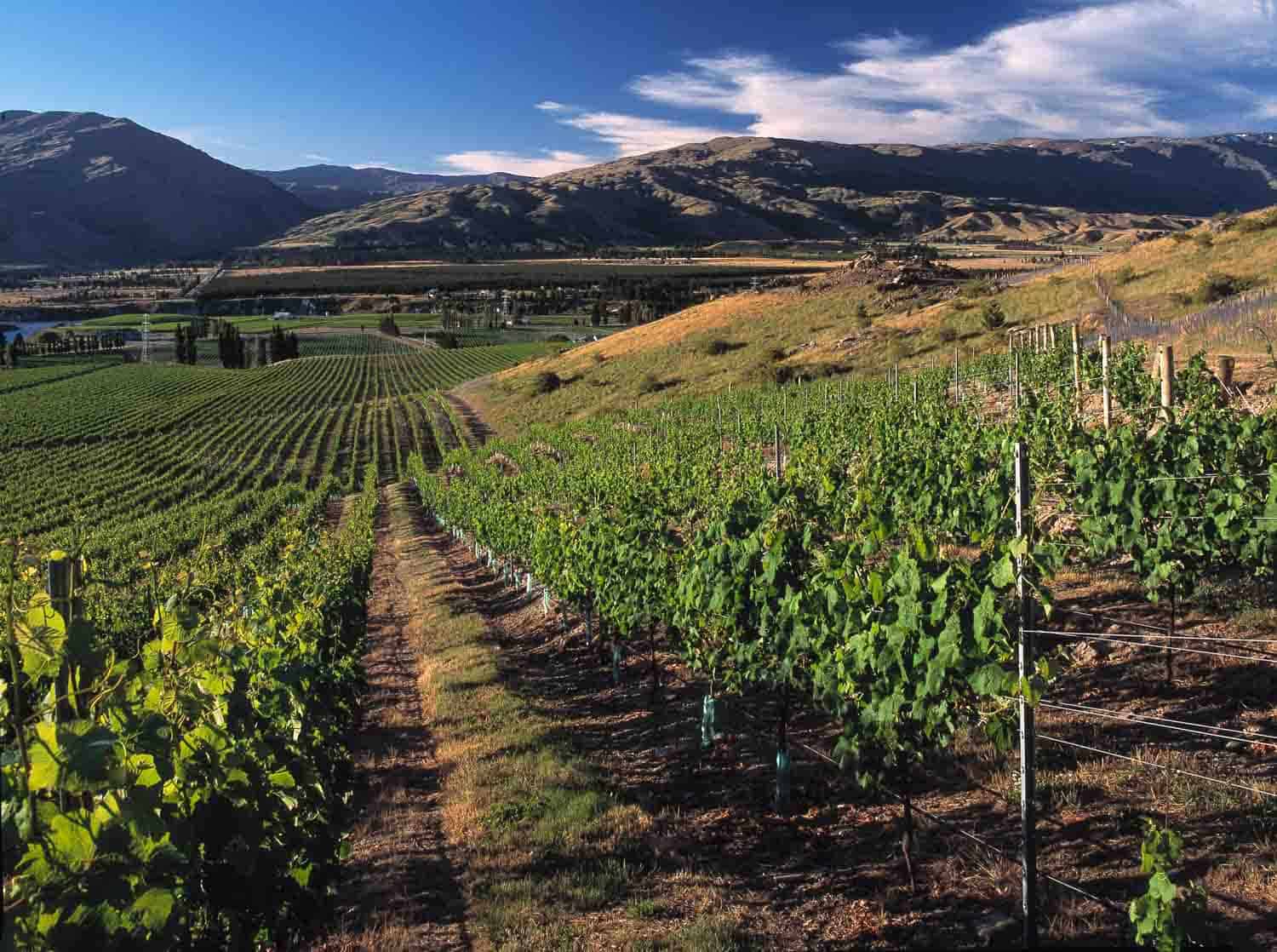 Akarua Wines vineyard in New Zealand