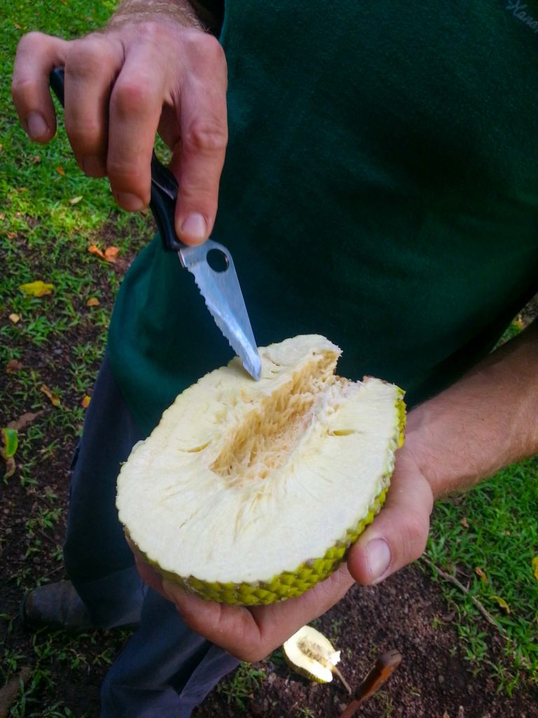 Ulu or breadfruit cut it open in someone's hand.