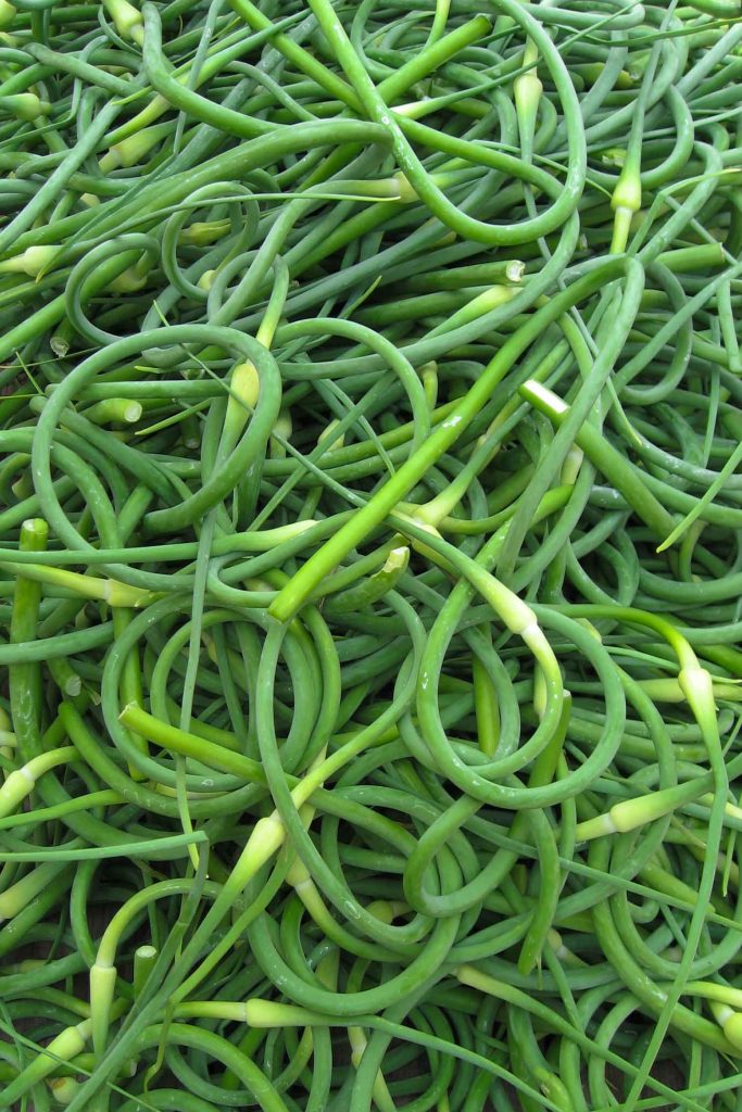 garlic scapes