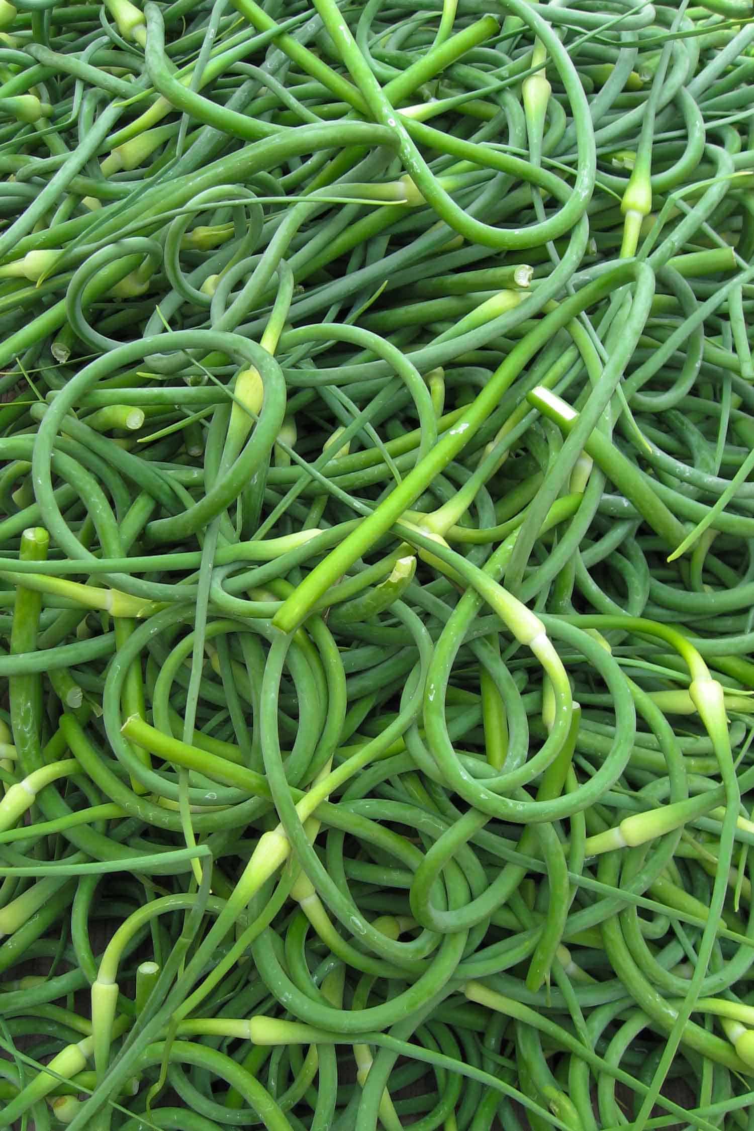 garlic scapes