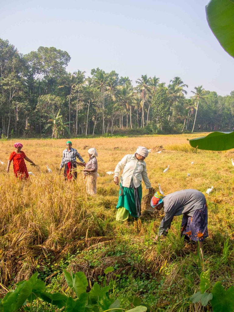 Women in the rice fields in Kerala