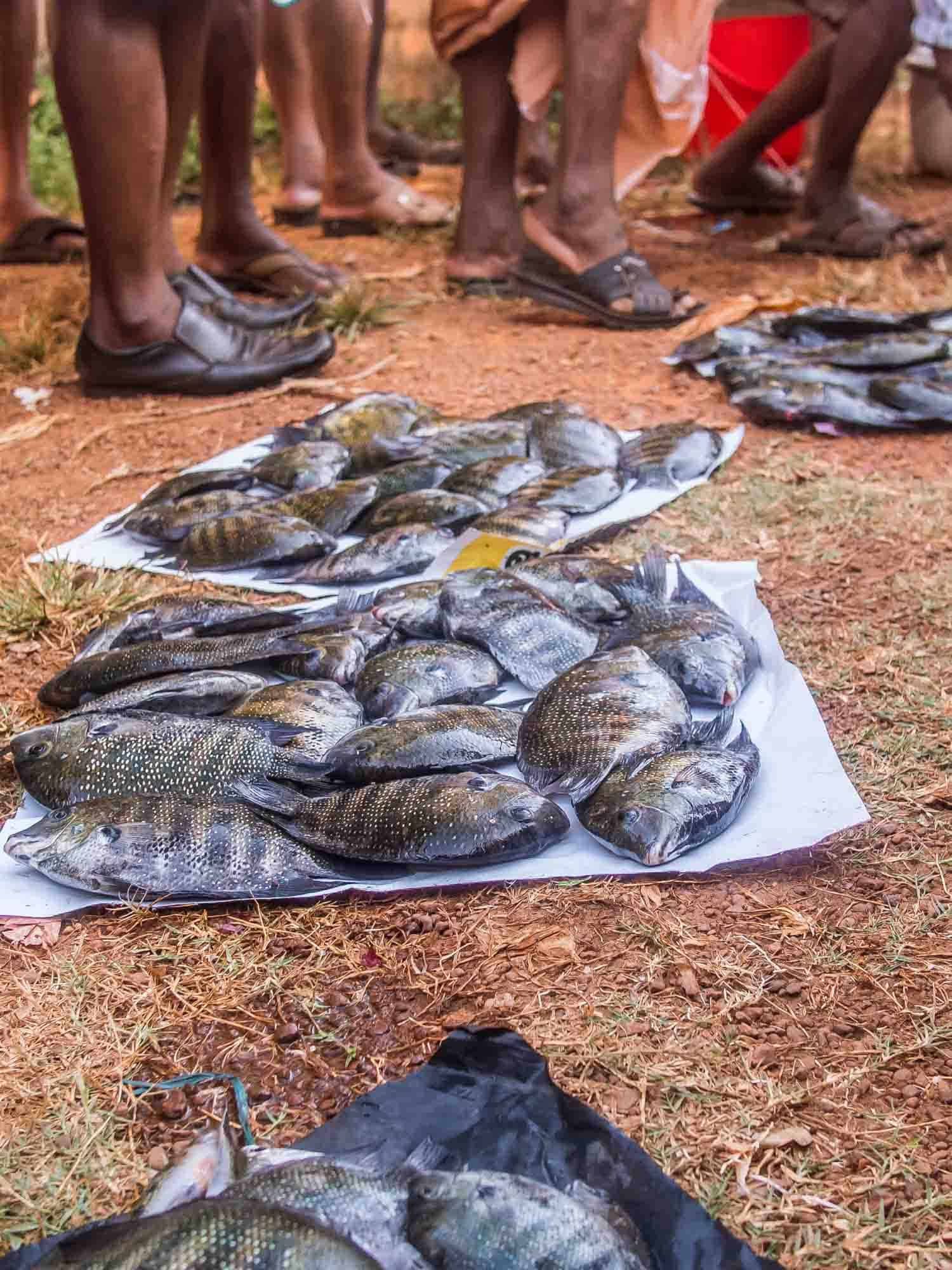 Fish market in Kerala India