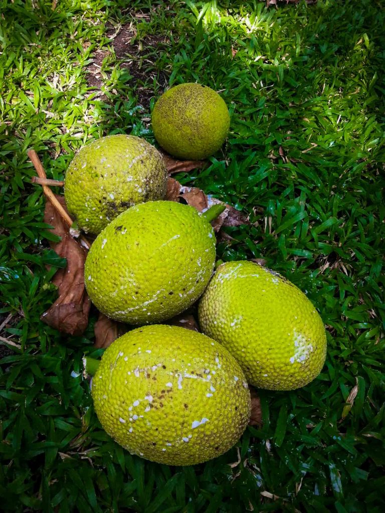 La fruta jamaicana llamada breadfruit, también conocido como ulu en Hawaii. Varios tamaños en la hierba por lo que debe la diversidad.