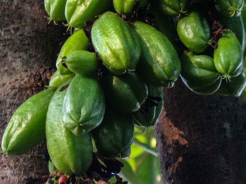 Cluster of Jamaica fruits called blim blim, they look like cucumber on a tree with five sides at the bottom as they are related to star fruit.