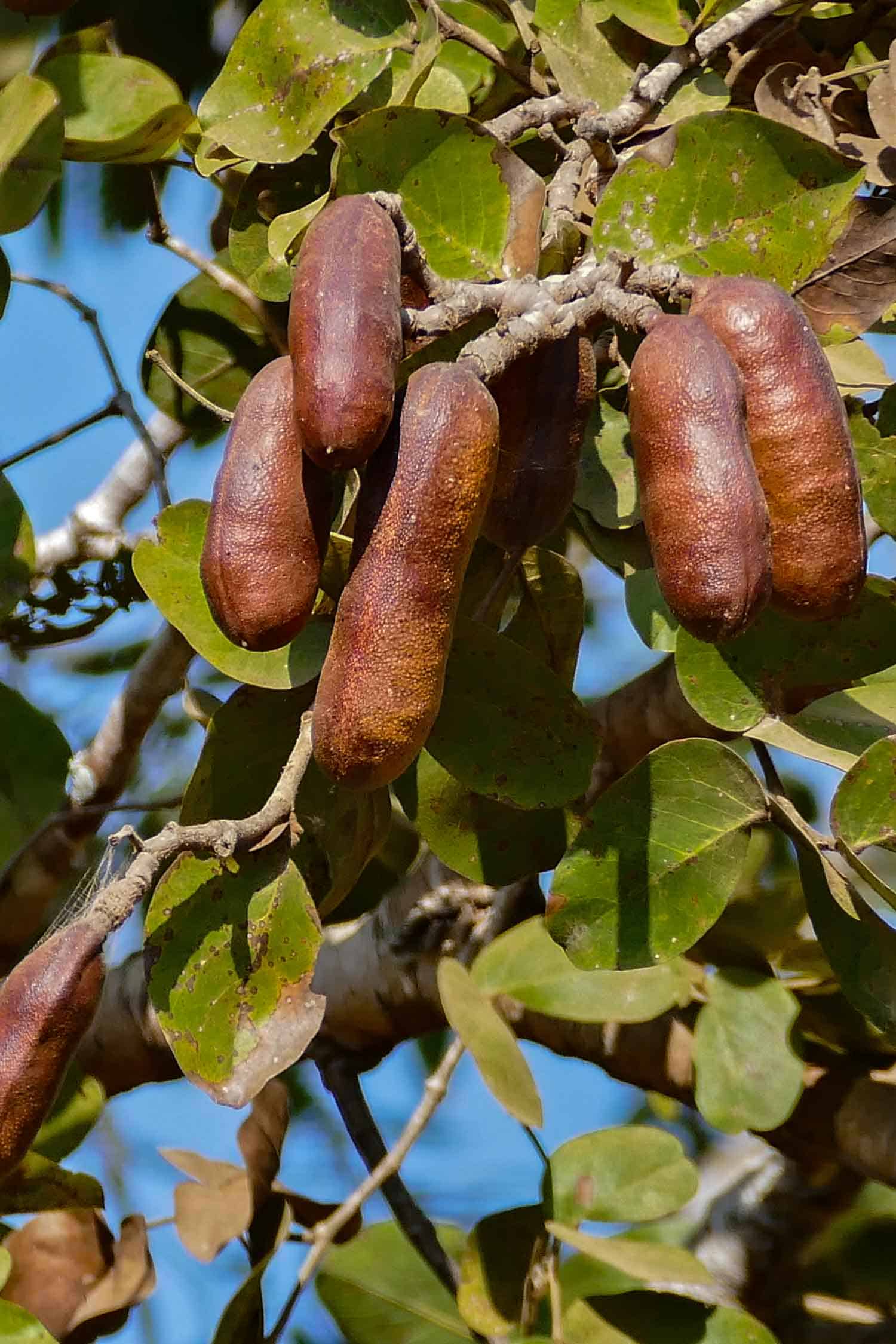 Jamaic fruit called stinking toe, or locust fruit. They are in a tree and the pods look like thick toes.