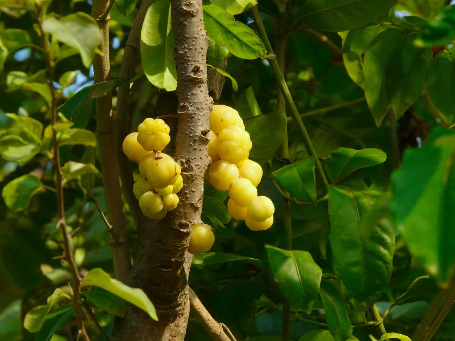 Jamaican otaheite gooseberry also known as jimblin fruit in Jamaica, on a tree.