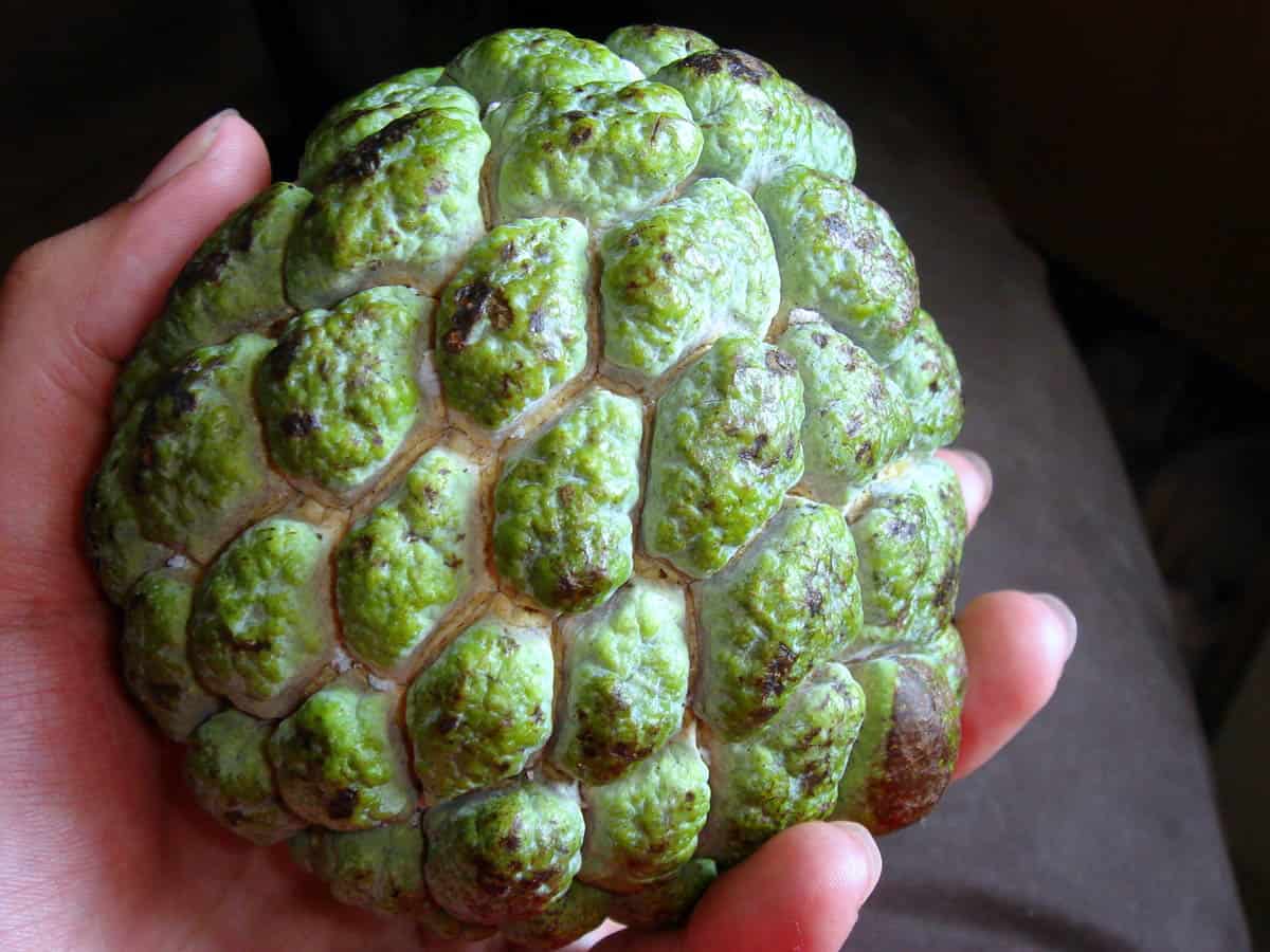 Jamaican fruit sweetsop in a hand.