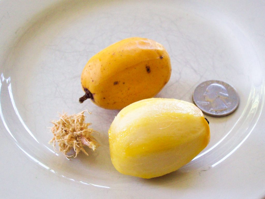 Jamaica fruit called june plums on a plate with a quarter as reference to show how small they are.