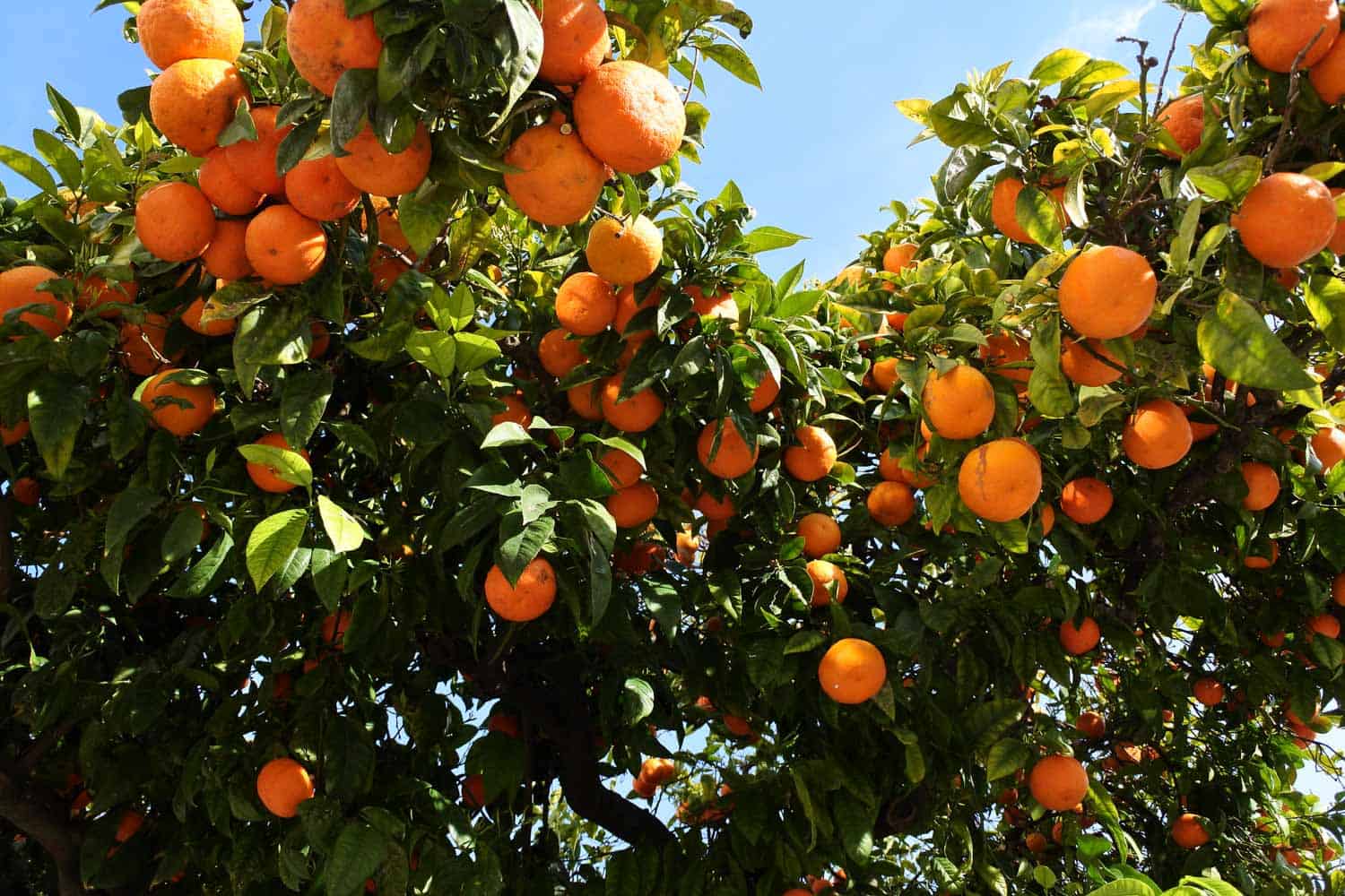 Jamaican fruit known as sour orange growing on a tree.