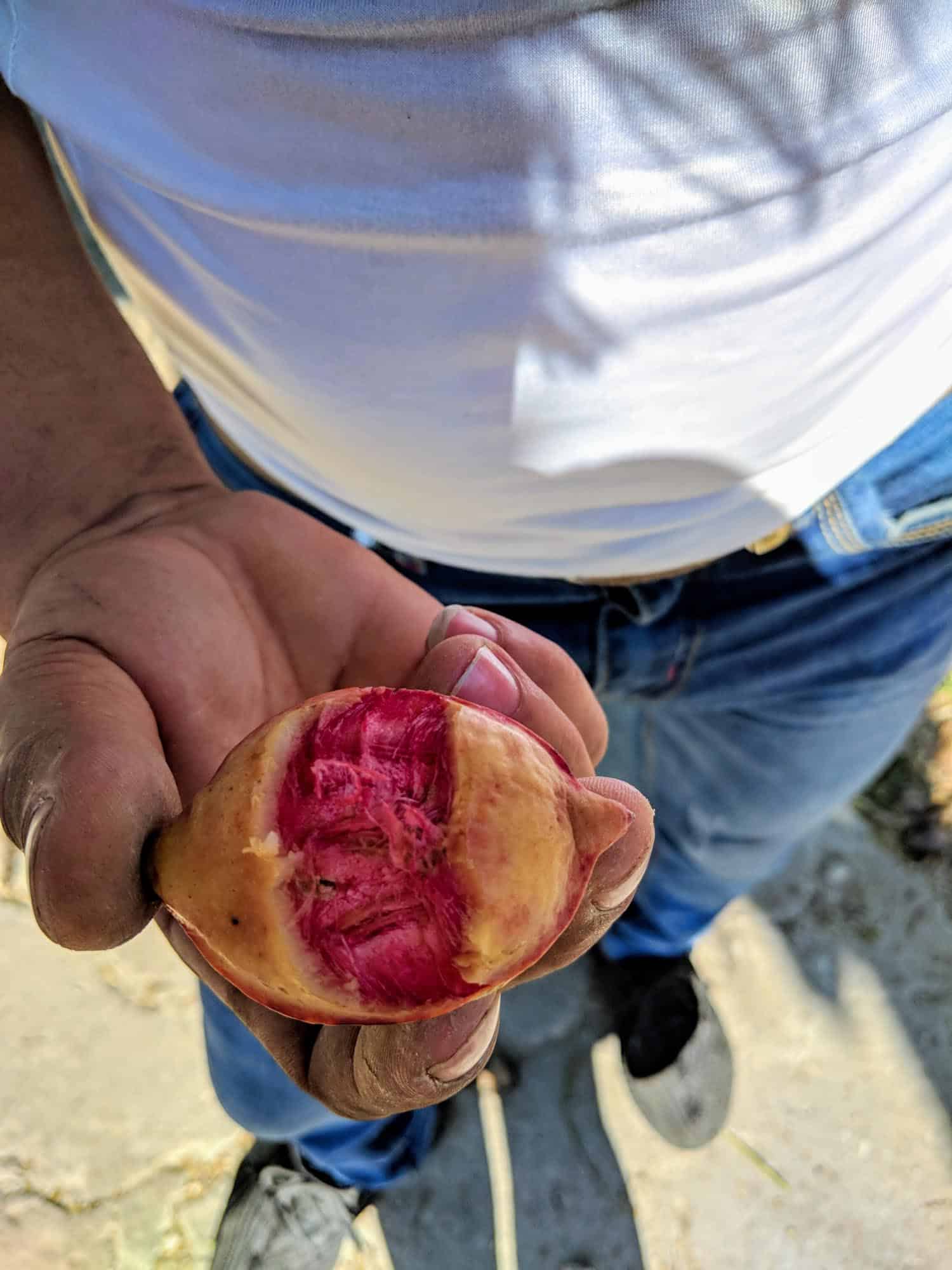 Jamaican almond fruit in a man's hand.