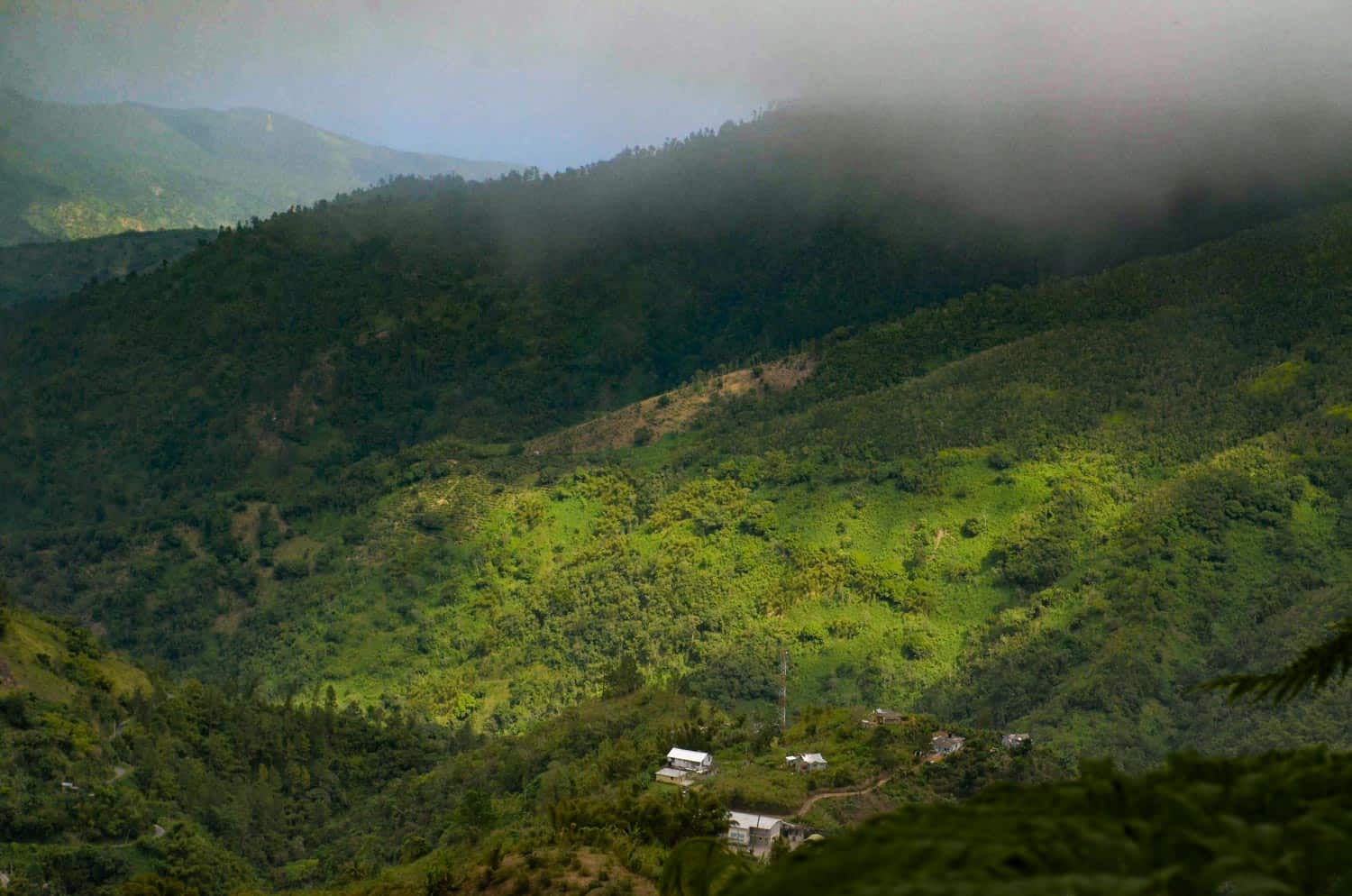 Blue Mountain coffee plantation in Jamaica