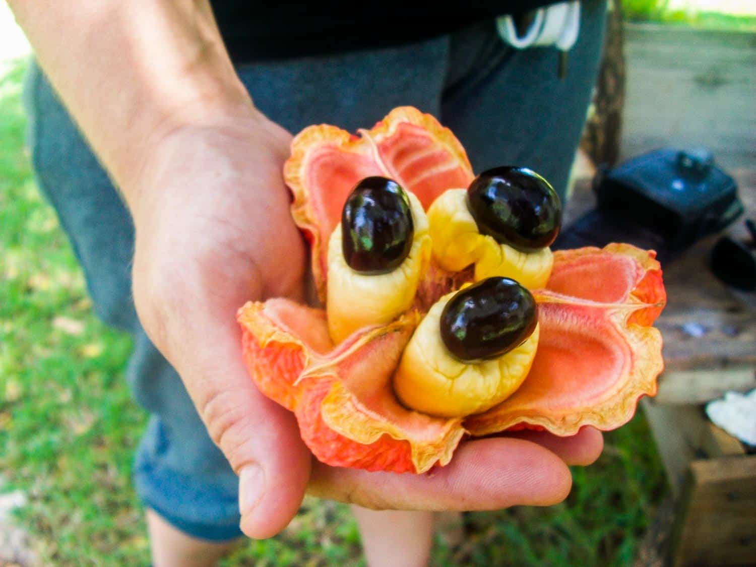 Jamaican ackee in a man's hand