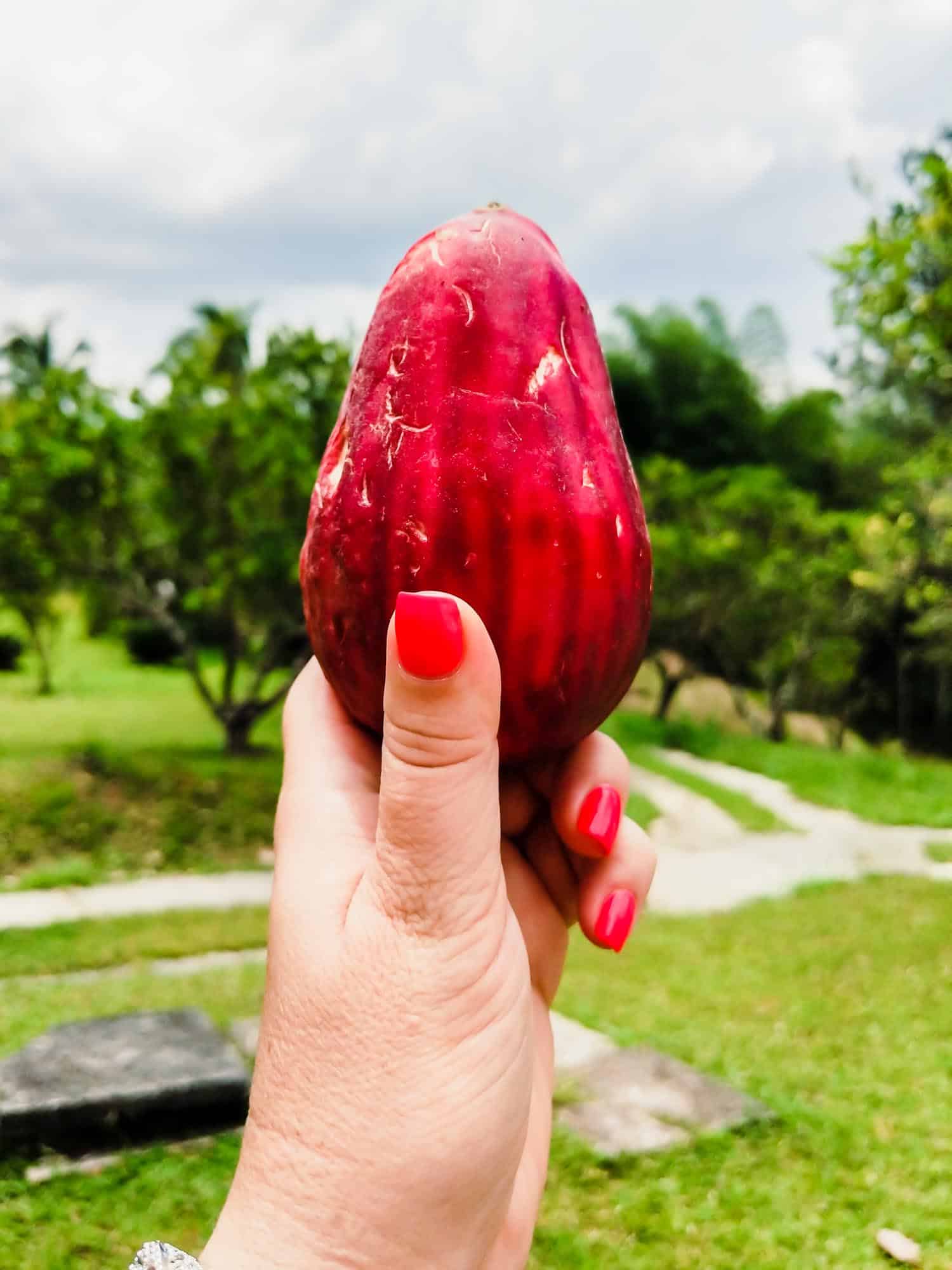 Jamaican mountain apple or Otaheite Apple in a woman's hand