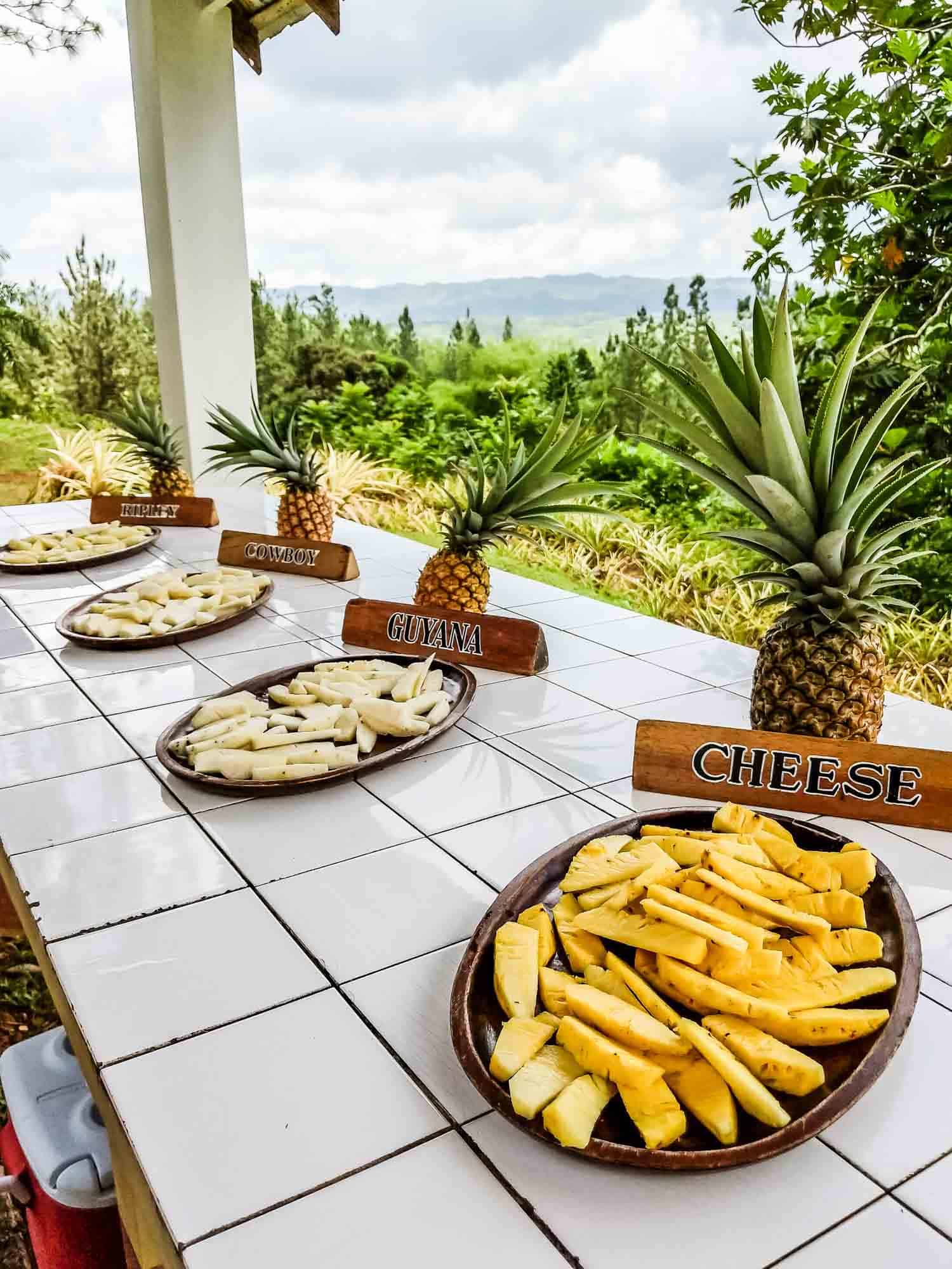 Different types of pineapple displayed in Jamaica
