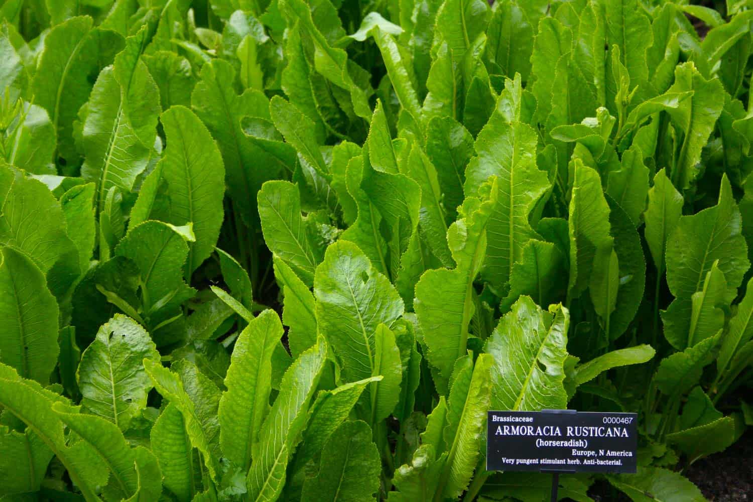 Horseradish greens growing.