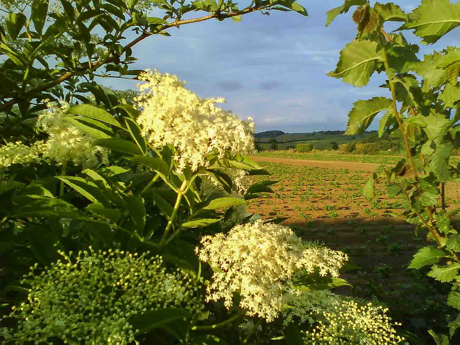 elderflower bushes growing next to farm land