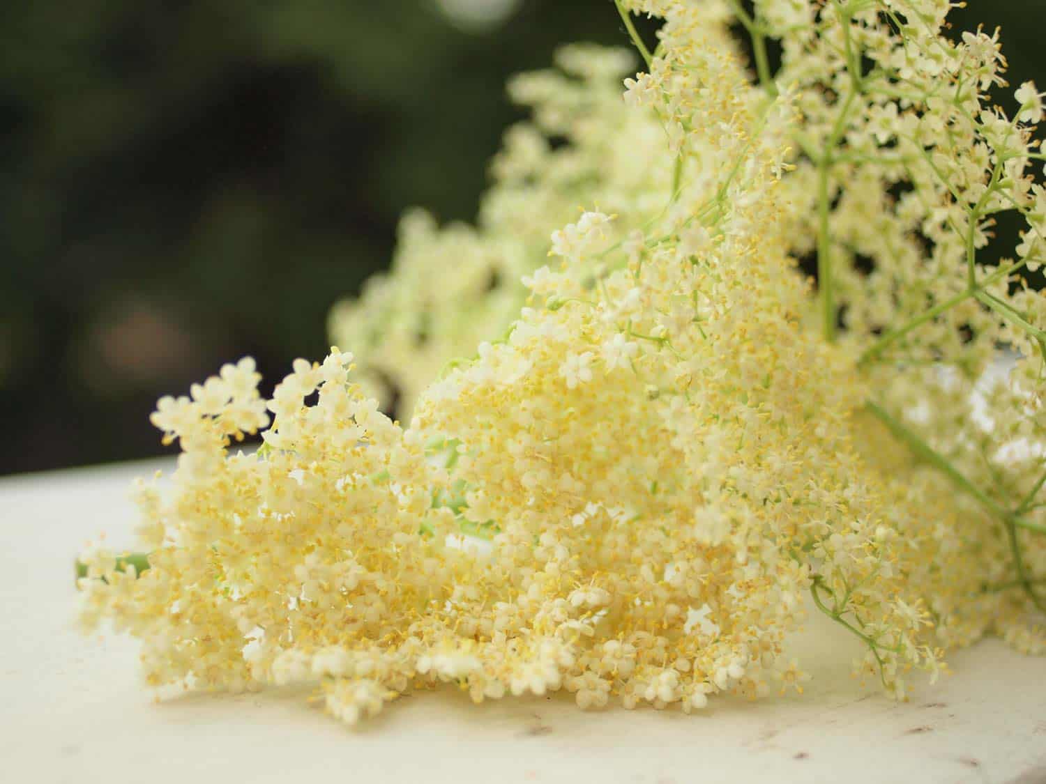 Elderflower on table