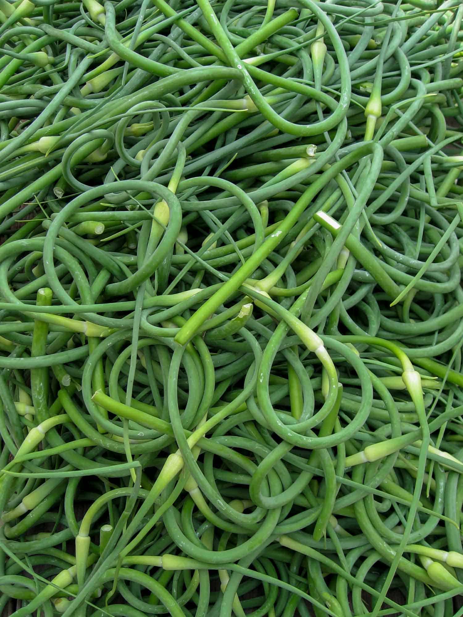 piles of garlic scapes harvested