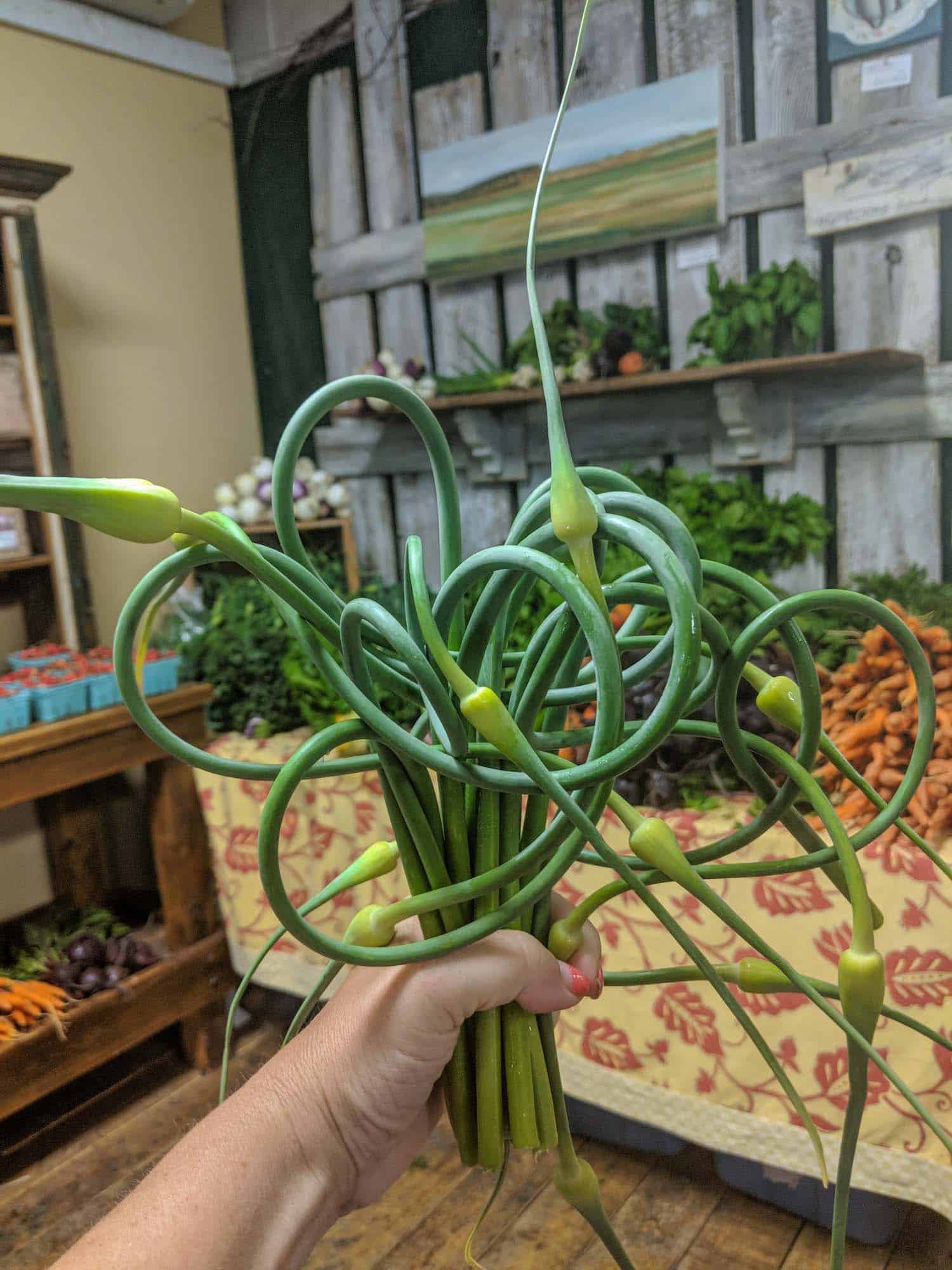 Garlic scapes in a woman's hand at Wolfville Farmer's Market