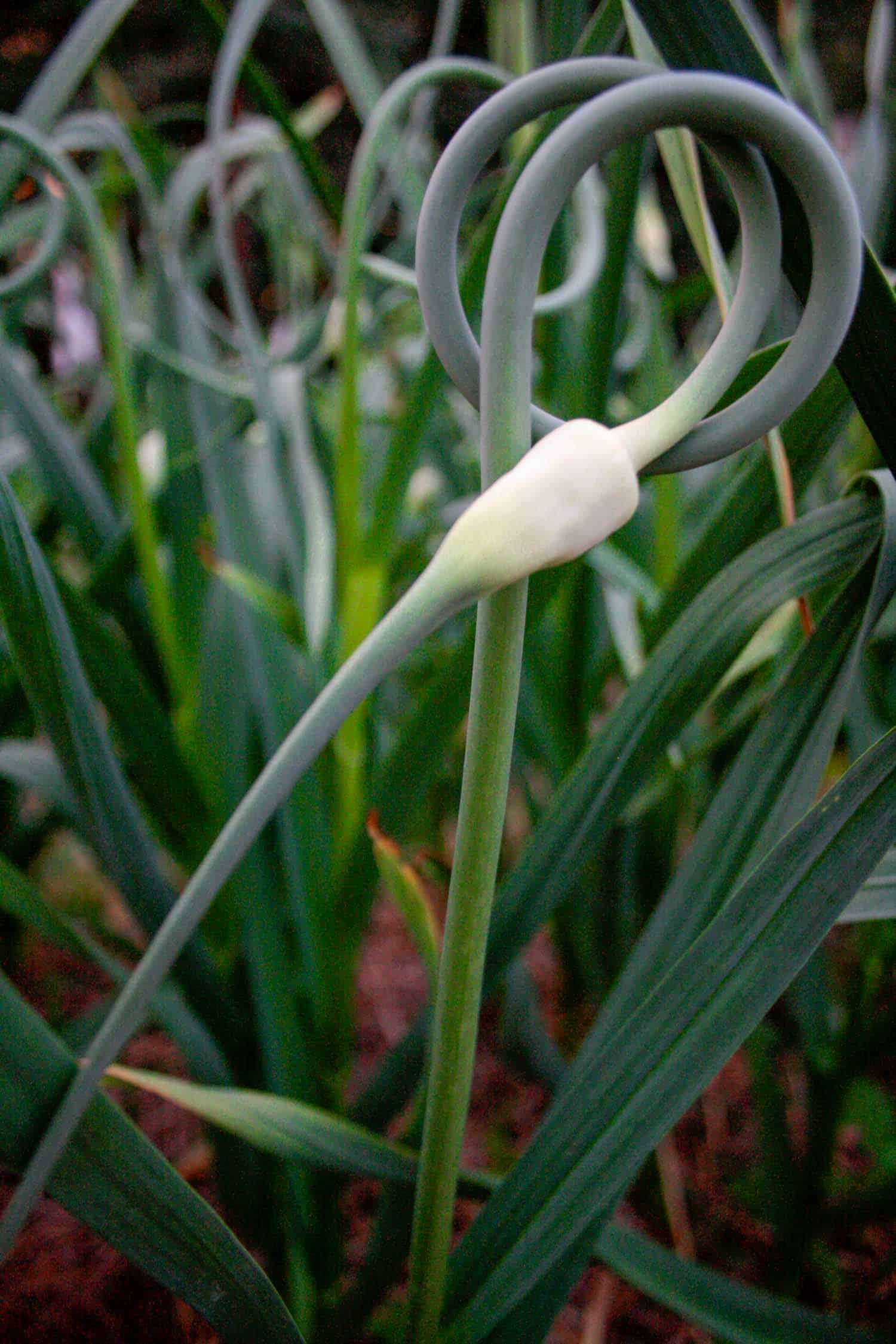 Garlic scapes growing in a field.