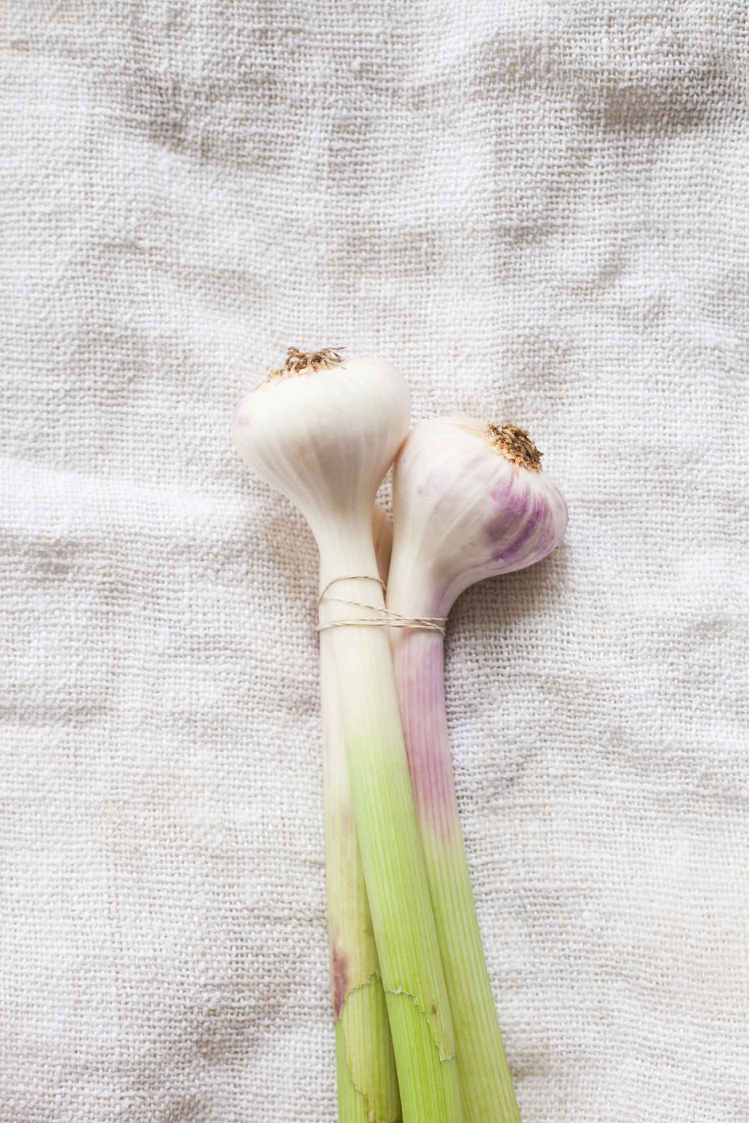 two green garlic on a linen background