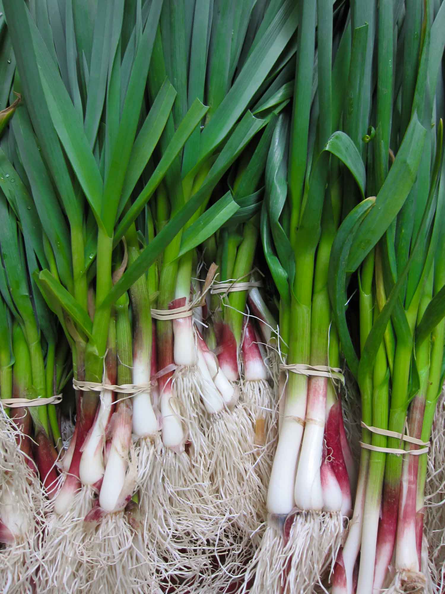bunches of green garlic on a table
