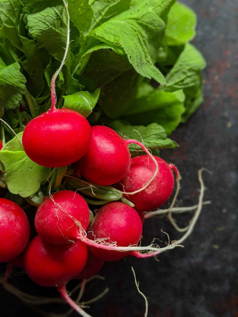 Close up of cherry belle radishes and greens on a dark background.