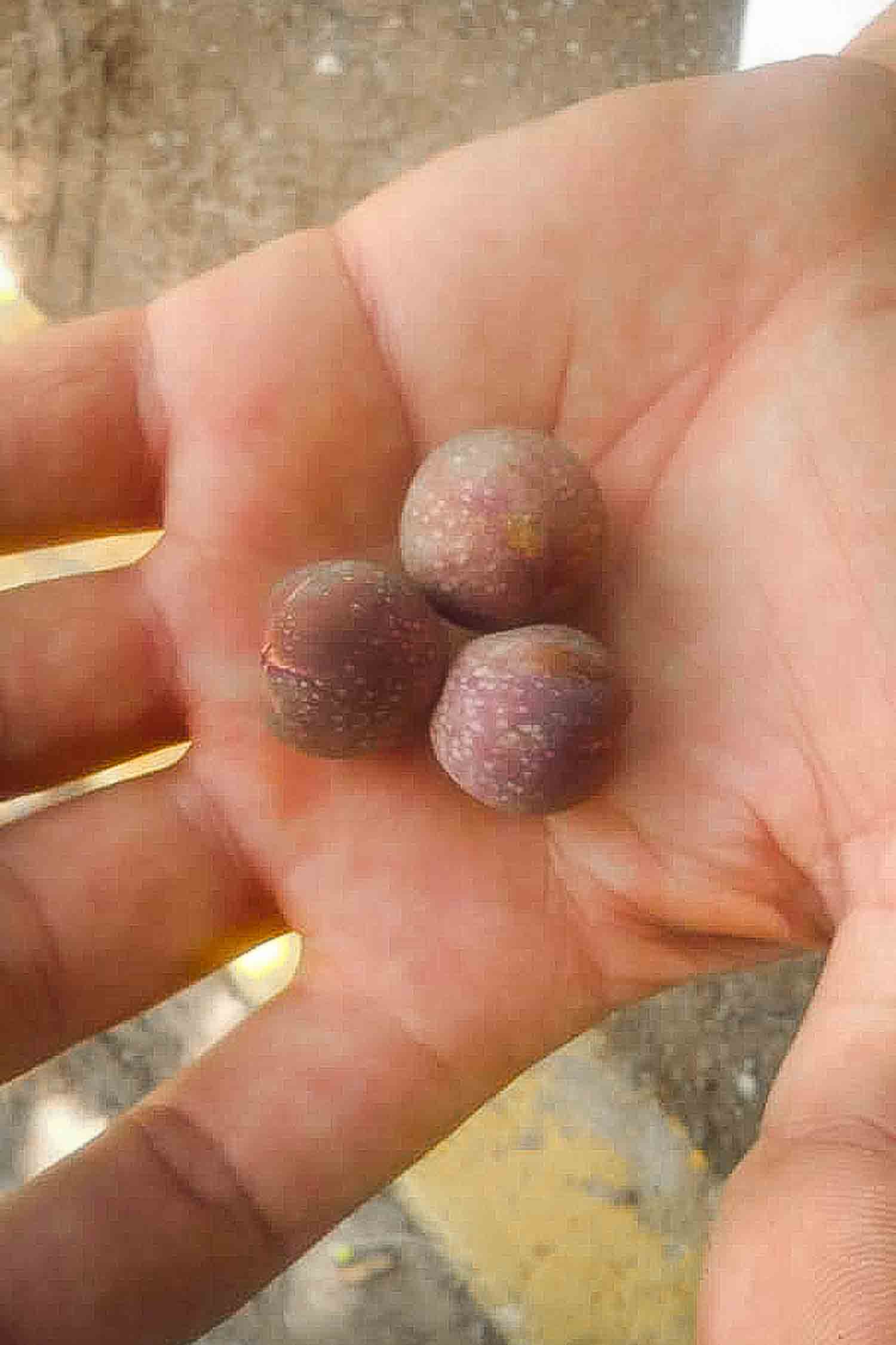 Uva caleta, a Cuban fruit called sea grape in a man's hand