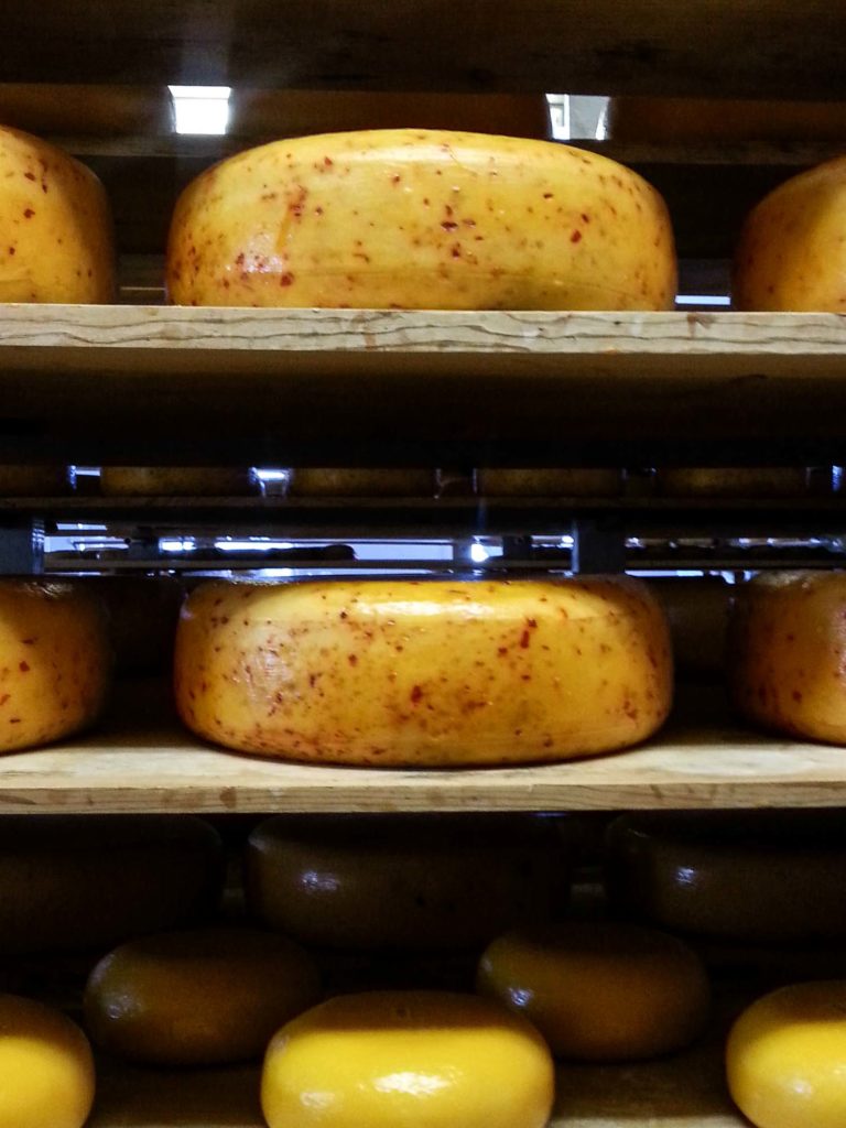 Wheels of gouda cheese on shelves