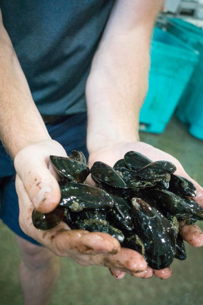 Two hands holding a bunch of mussels