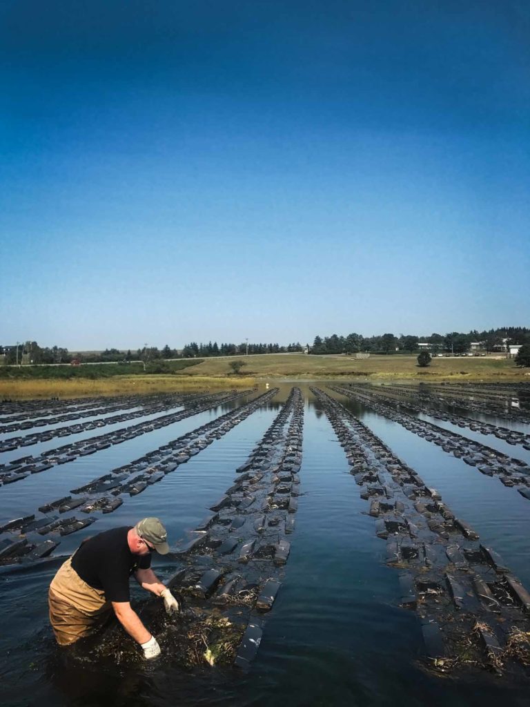 Raspberry point oysters, man pulling them out of the water