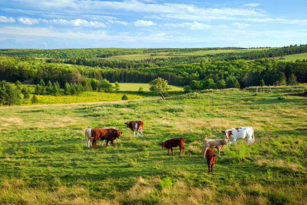 Dairy cows in PEI