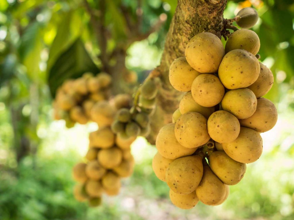 Lanzones in the Philippines or the delicious fresh wollongong fruits on tree in the wollongong farm, Thailand.