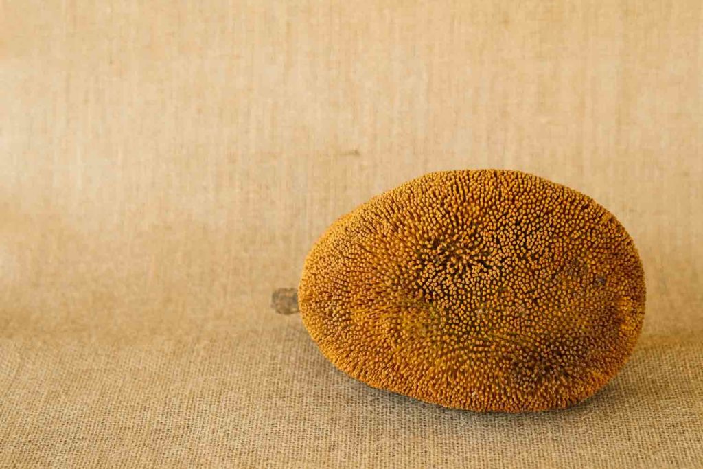 Artocarpus Odoratissimus, Terap or Tarap in local Malay language. Also called Marang in the Philippines; shot on isolated yellow background.