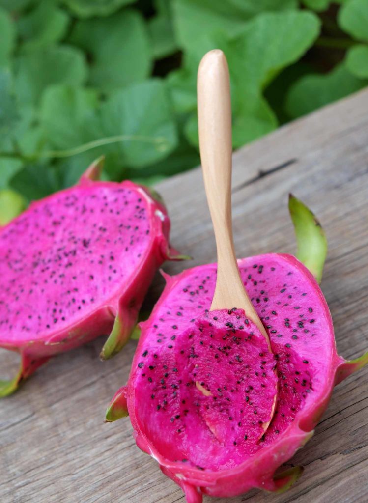 Eating dragon fruit a tropical fruits Vietnam agriculture product with purple pink color close up of delicious dessert at garden