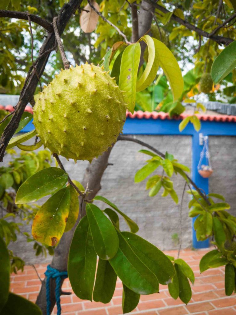 Soursop fruit on a tree