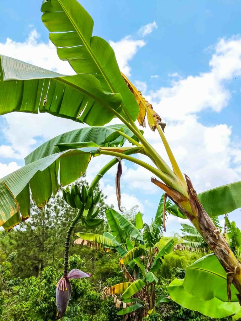 Banana Tree in Jamaica