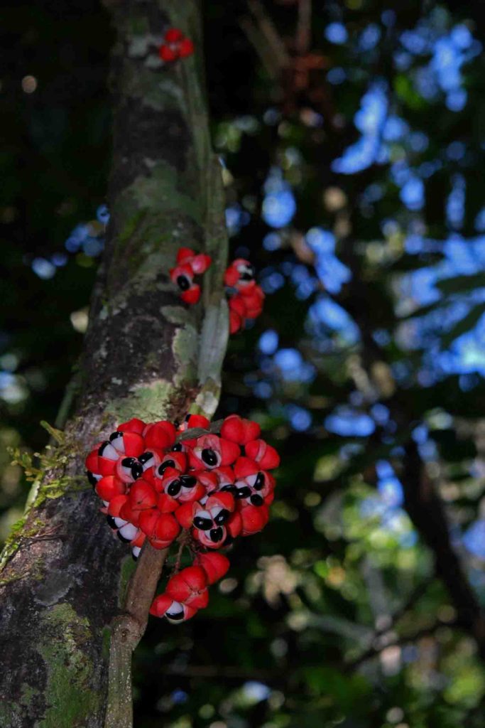 Brazilian fruit guarana on a tree