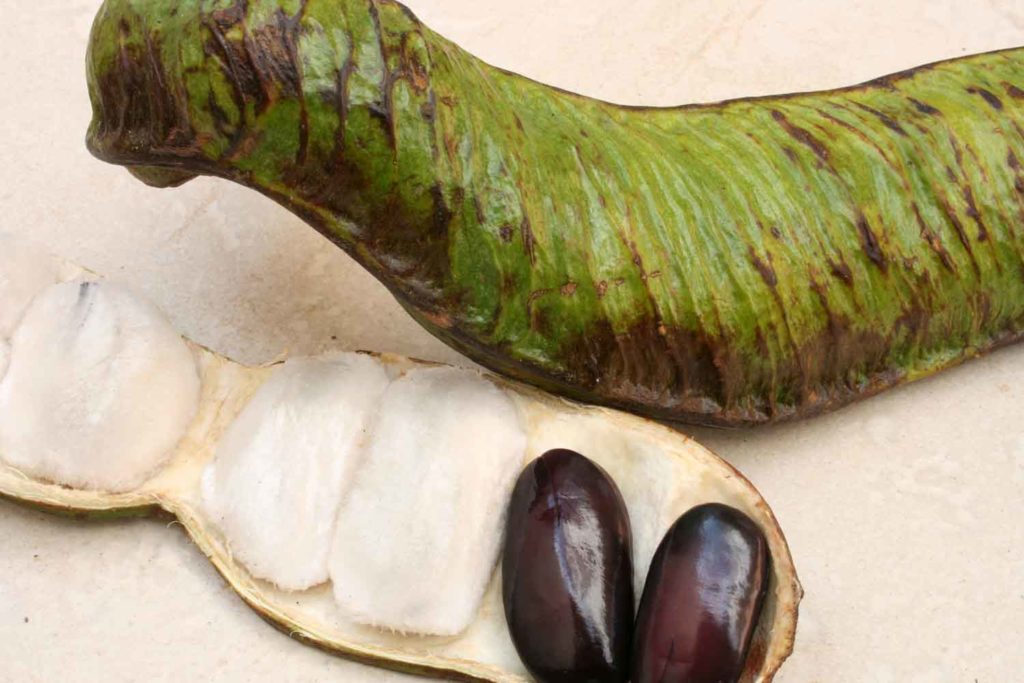 The white edible fluffy substance surrounding the black bean of a guaba plant and the pod where it grows