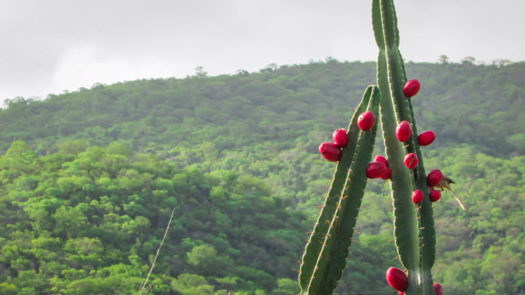 Mandacaru, exotic Brazilian fruits on a cactus tree