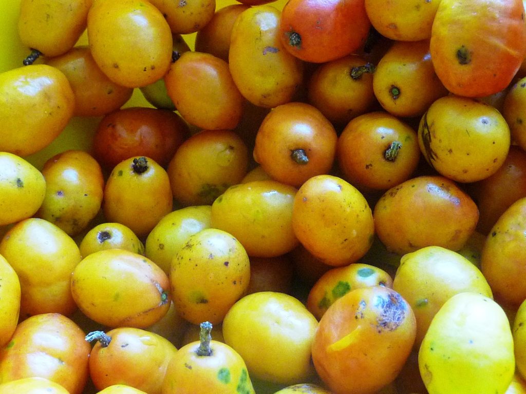 Brazilian fruit siriguela