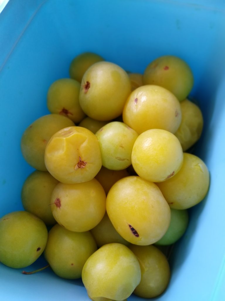 Brazilian fruits cagaita in a blue container