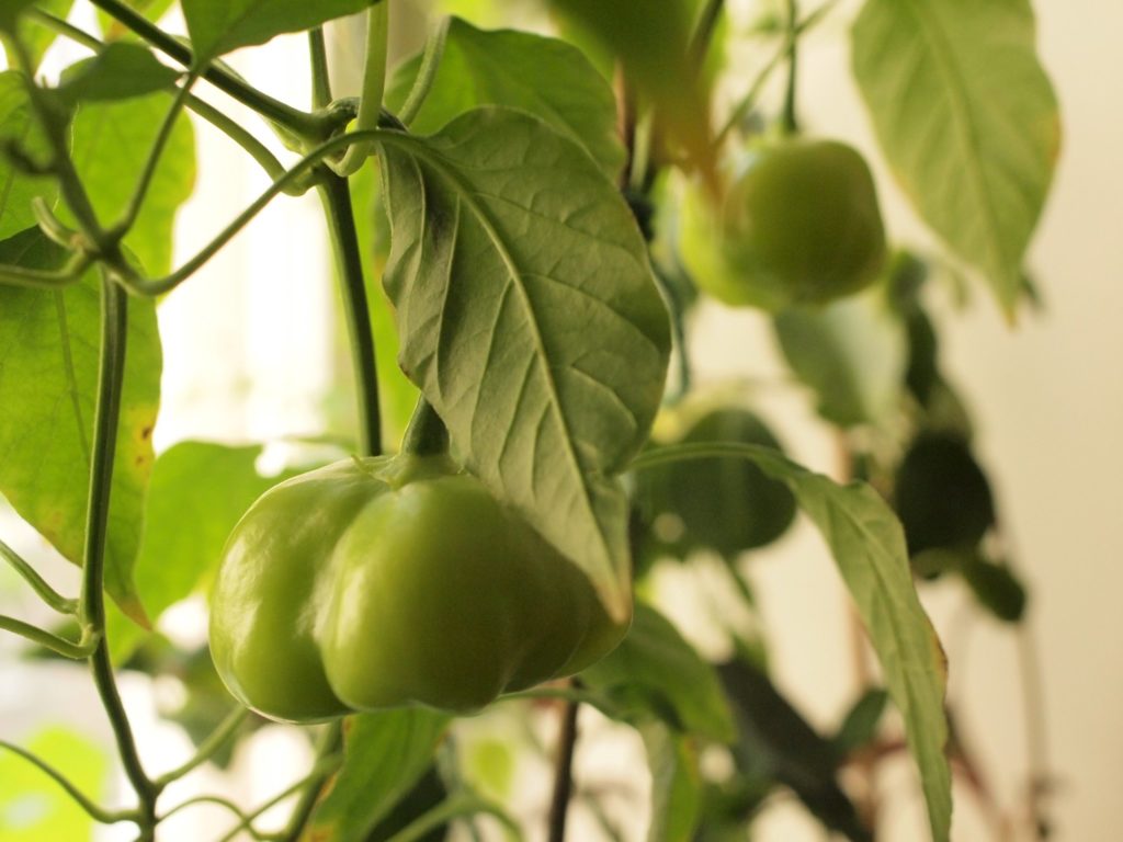 Brazil fruit cambuci in a greenhouse